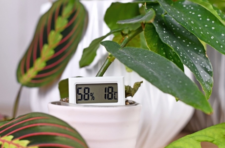 A small digital display showing temperature and humidity rests inside a potted houseplant.